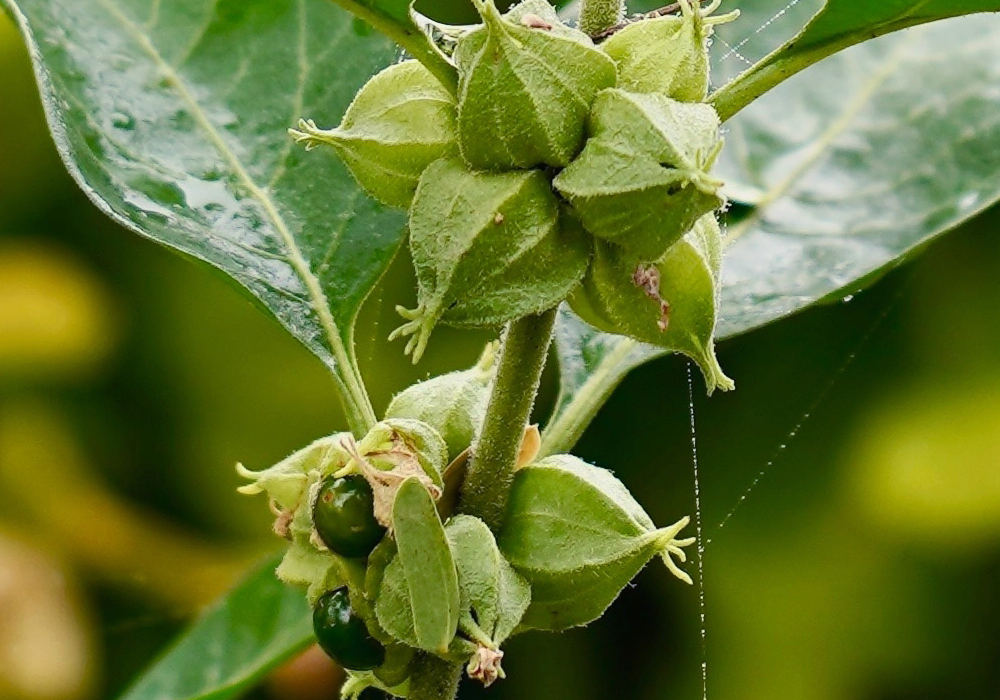 Ashwagandha Benefits: Uses & Health Effects