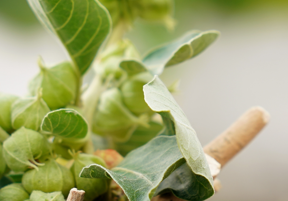 Ashwagandha Side Effects and How to Take It Safely