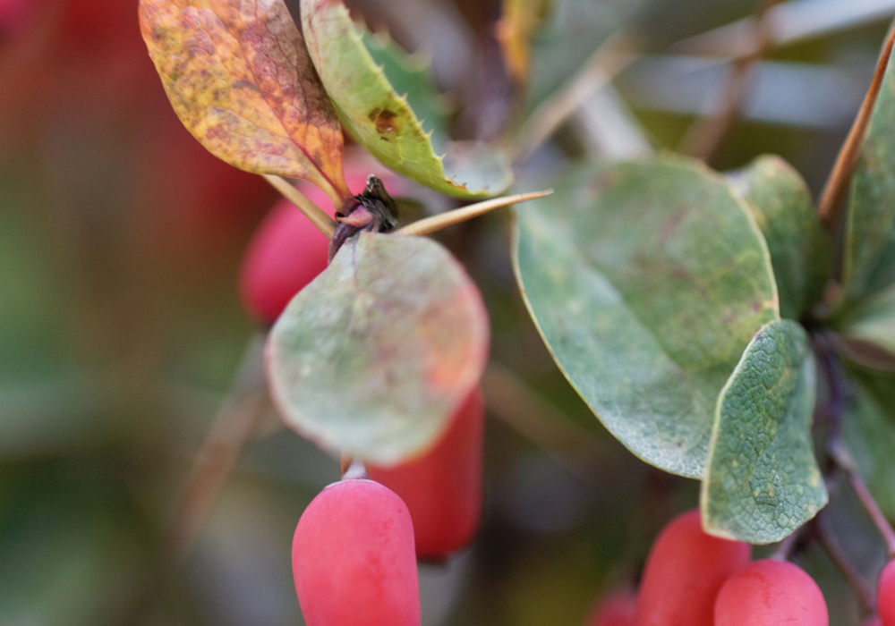 Berberine for Gut Health