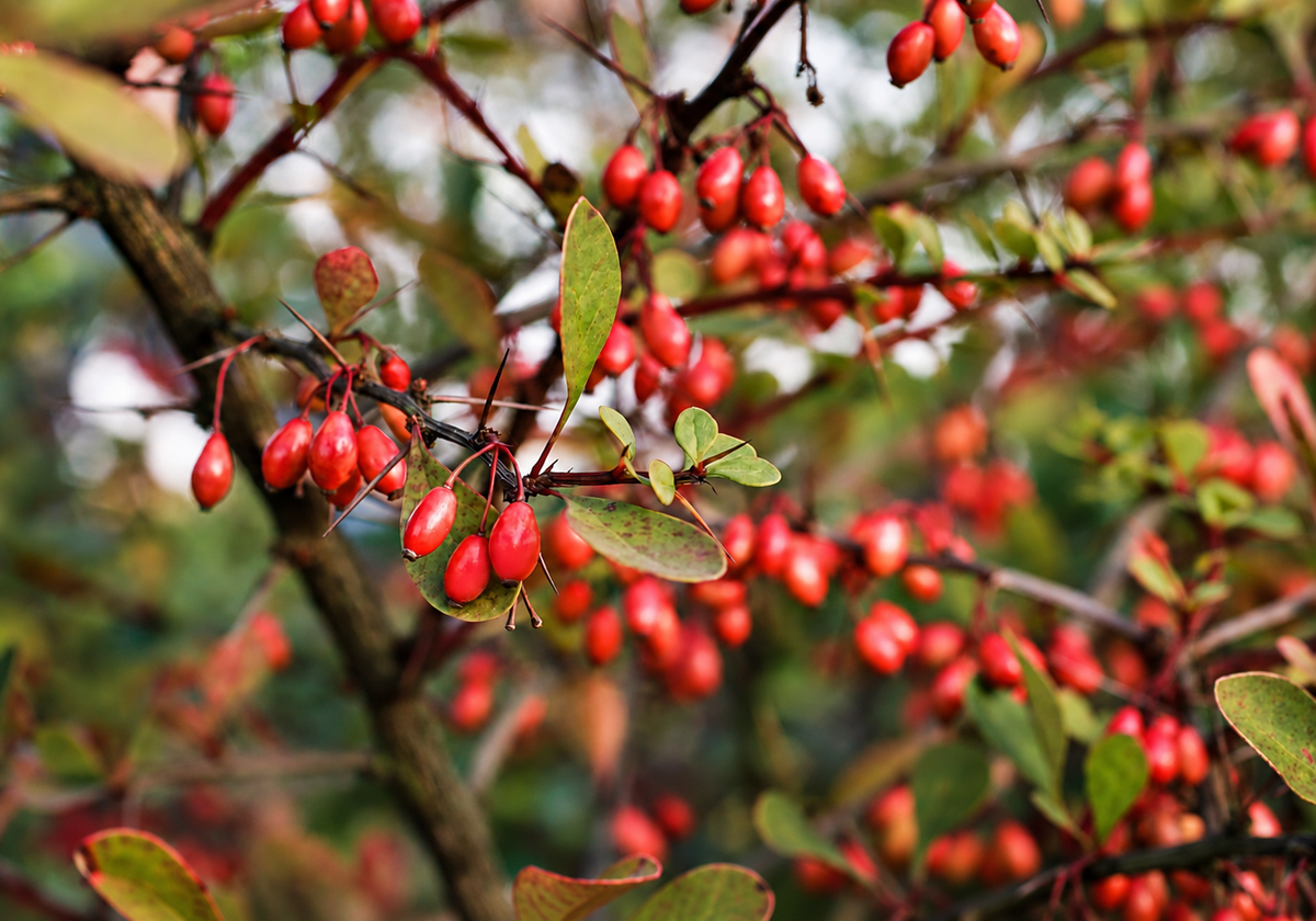 Berberine and Stomach Pain: What the Science Actually Says