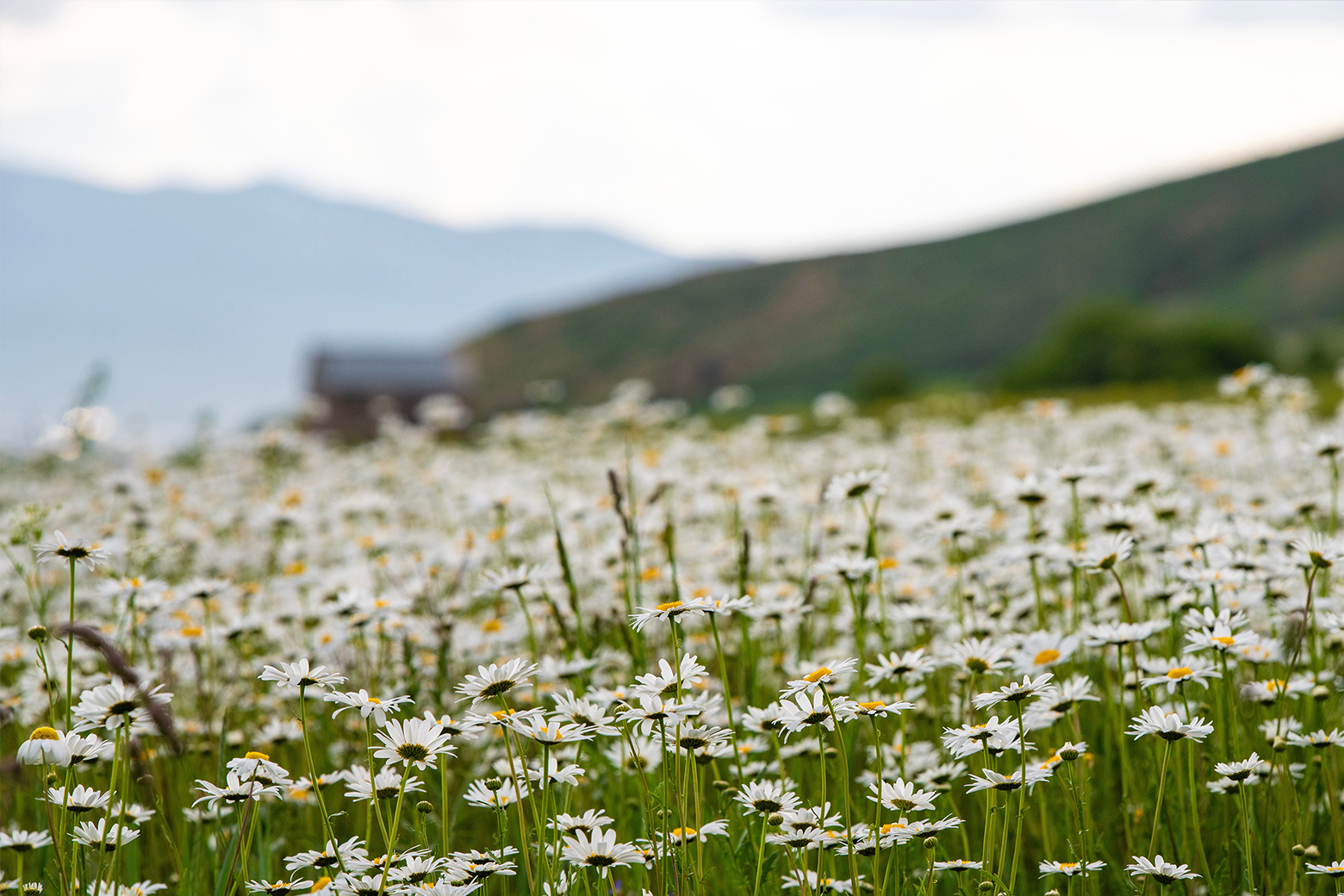 Chamomile Side Effects