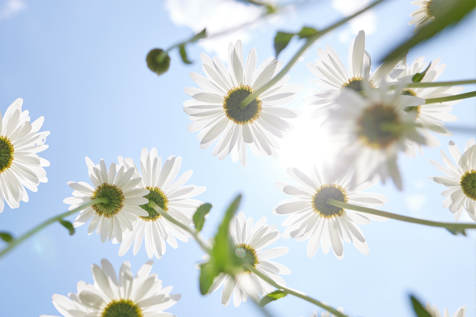 Chamomile: A Natural Support for Calm, Rest and Digestive Comfort