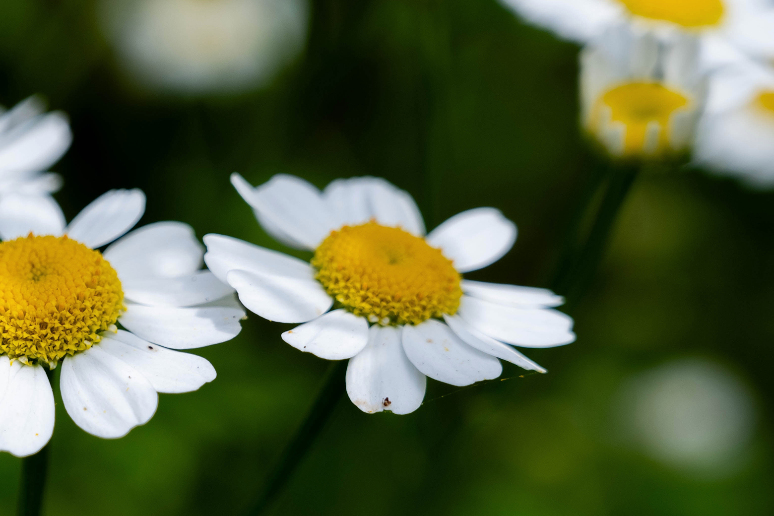 Chamomile flower for Cortisol Levels