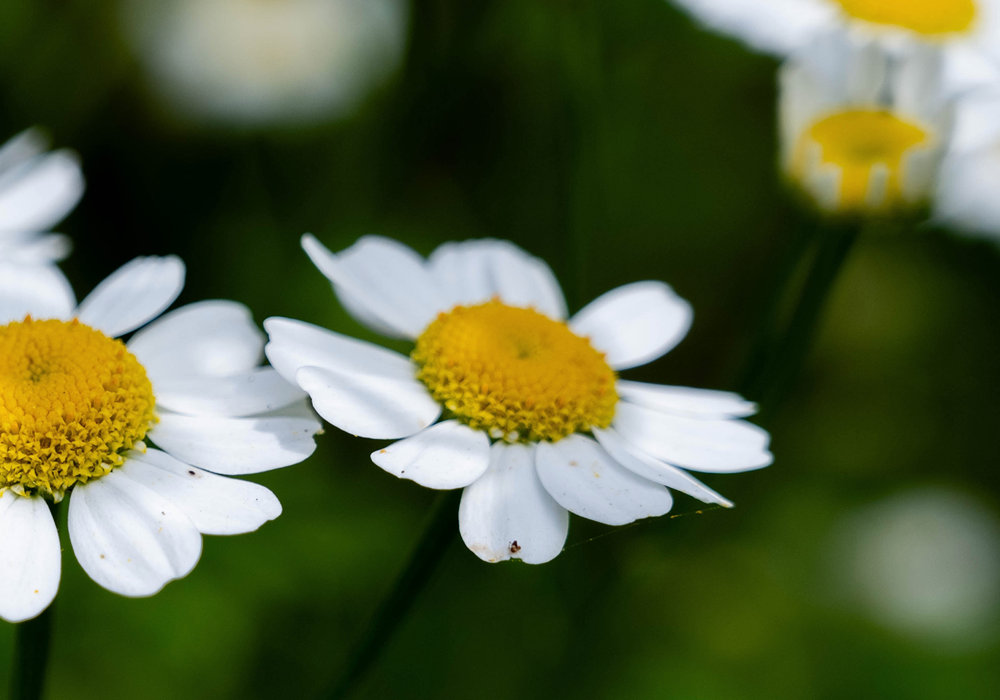 The Benefits of Chamomile for Cortisol Levels