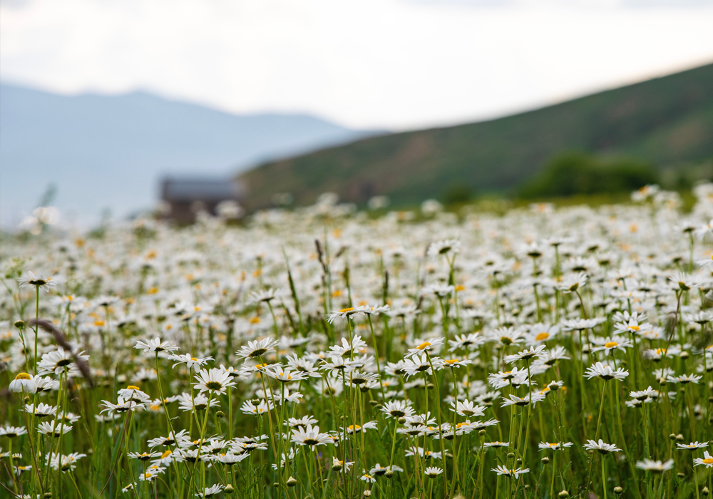 Chamomile Side Effects