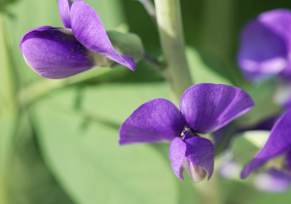 The History & Benefits of Qing Dai for Gut Health